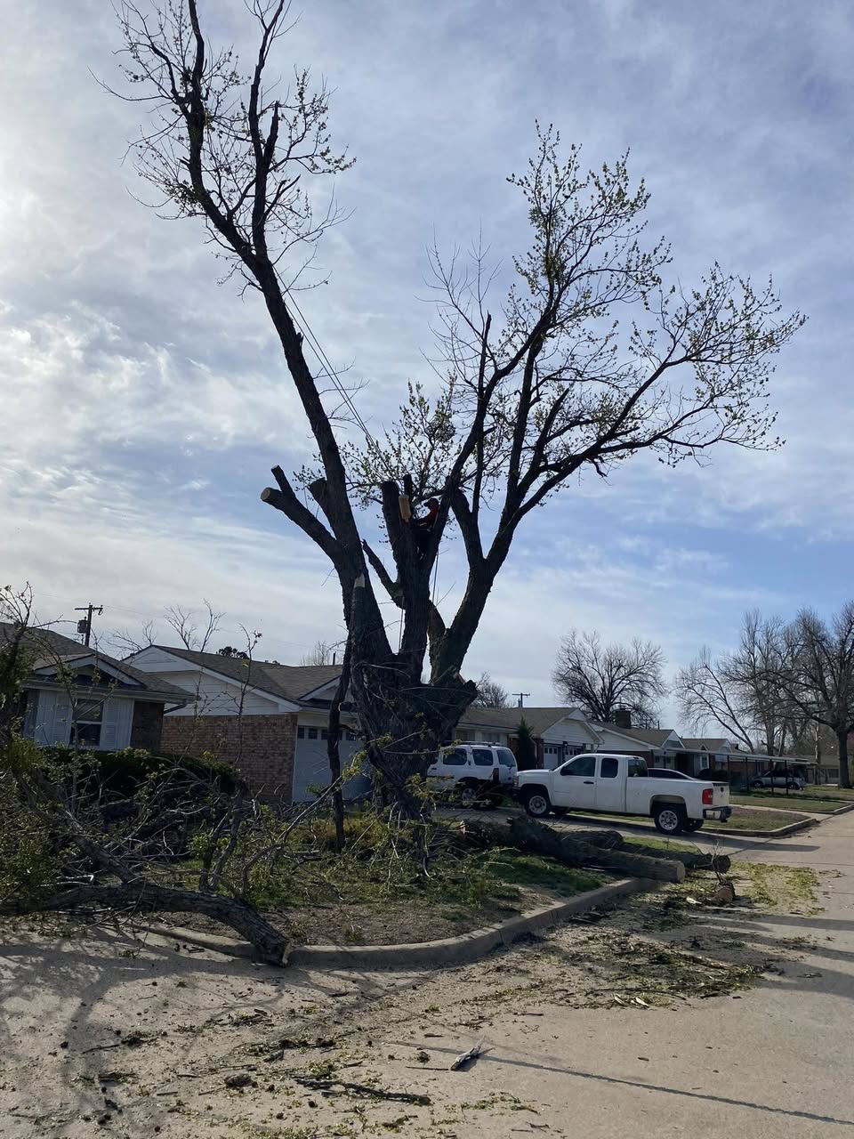Tree Work by MDN Lawns