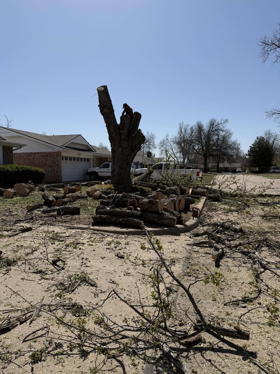 Tree Work by MDN Lawns